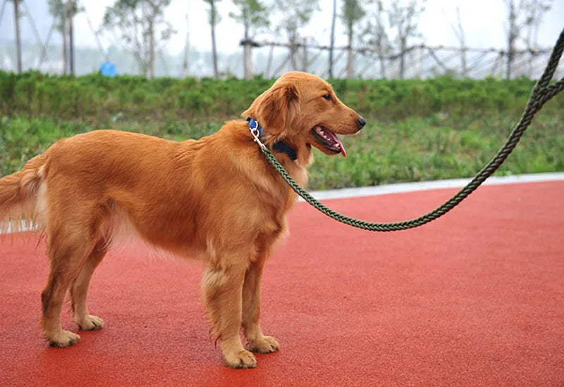 Nylon Dog Harness Leash For Medium Large Dogs Leads Pet Training Running Walking Safety Mountain Climb Dog Leashes Ropes supply
